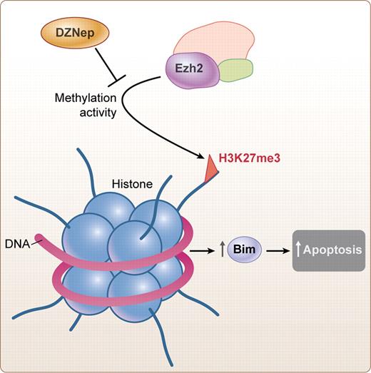 Proposed mechanism of action of DZNep. Inhibition of methylation by Ezh2 leads to increase in Bim and increase in apoptosis. Professional illustration by Kenneth X. Probst.