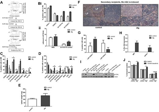 Figure 1. CML stem cells retain transplantation and oncogenic capacity following Bcr-Abl reversion. (A) Irradiated CD45.2+ mice (8 Gy) transplanted using unfractionated (uf) CD45.1+ BM cells isolated from SCLtTA/Bcr-Abl dtg or wt controls (n = 12/12). (i) Bcr-Abl expression in recipient mice was controlled by absence (expression) or presence (no expression) of tetracycline in drinking water. Bcr-Abl expression was induced after transplantation for 25 days and the phenotype analyzed in dtg and controls (n = 3/3) by FACS of BM and spleen cells, spleen weight and histology, ratio of donor:host LSK cells, and Bcr-Abl expression. (ii) Bcr-Abl expression was reverted for 48 days and a cohort of remaining mice (n = 4/4) analyzed. (iii) BM cells from reverted dtg and controls were retransplanted using CD45.1+ FACS-sorted cells (n = 5/5). Bcr-Abl expression was reinduced and the phenotype was assessed 69 days after retransplantation. (Bi-ii) PB was analyzed in CD45.1+ retransplanted and reinduced mice 34 days after secondary transplantation. FACS of (C) BM and (D) spleen. Mean percentages of donor cells (CD45.1+), recipient cells (CD45.2+), granulocytes (Gr1+/CD11b+), immature granulocytes (Gr1low/CD11b+), donor granulocytes (Gr1+/CD45.1+), immature donor granulocytes (Gr1low/CD45.1+), B cells (B220+), T cells (CD3+), or erythroid cells (Ter119+). Spleen weights on (E) autopsy, (F) spleen histology, (G) donor:host ratio within BM LSK, and (H) Bcr-Abl expression in secondary recipients. (I) BM and LSK cells from 4-week induced dtg and control mice were cultured with either 50nM dasatinib, 100nM dasatinib, or DMSO for 48 hours. The level of p-CrkL was measured by Western blotting. (J) Apoptosis in total BM, Gr1, and LSK cells was assessed by annexin V staining in cells from 4-week induced dtg (n = 7) and control (n = 5) mice that were treated for 48 hours using 100nM dasatnib or DMSO. Histologic analyses of spleen were performed using NACE stain and are shown at magnifications of (insets) 10× and 20×. Shown is 1 representative spleen histology from each group. LF indicates lymphoid follicle. Data represented as mean ± SEM; *P < .05.
