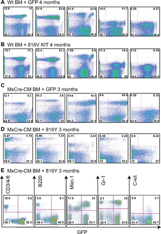 Figure 2. Lineage contribution of KIT-transduced bone marrow cells in transplanted mice. PB cells were collected at the indicated times after transplantation from the recipient mice, stained for the indicated markers, and analyzed by FACS. (A) WT BM cells transduced with GFP. (B) WT BM cells transduced with KITD816. (C) Cbfb+/56m; Tg(Mx1-Cre) BM cells transduced with GFP. (D) Cbfb+/56m; Tg(Mx1-Cre) BM cells transduced with KITD816Y. (E) PB from a mouse that was starting to develop leukemia that was transplanted with Cbfb+/56m; Tg(Mx1-Cre) BM cells expressing KITD816Y. CD3/4/8 indicates combination staining of CD3, CD4, and CD8.