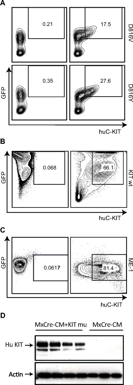 Figure 4. Expression of human KIT protein in the transplanted mice. (A) Leukemic cells from spleens of mice transplanted with Cbfb+/56m; Tg(Mx1-Cre)/KITD816V or Cbfb+/56m; Tg(Mx1-Cre)/KITD816Y BM cells. (B) Splenocytes from a mouse (nonleukemic) transplanted with Cbfb+/56m; Tg(Mx1-Cre)/KIT wt BM cells. (C) Leukemia cell line ME-1. The cells in panels A-C were stained with an anti–human KIT antibody and analyzed by FACS. In panels A through C, the cells in the left-hand panels were unstained and those in the right-hand panels were stained with the anti–human KIT. Cells in the boxes are GFP+ and human KIT+. (D) Western blot of leukemic spleen cells from Cbfb+/56m; Tg(Mx1-Cre)/KITD816Y (MxCre-CM + KIT mu) and Cbfb+/56m; Tg(Mx1-Cre) (MxCre-CM) mice using the anti–human KIT antibody. Actin was probed as the loading control.