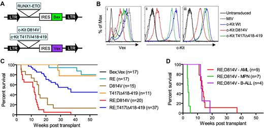Figure 1. Generation of animals transplanted with RE;c-KitD814V– or RE;c-KitT417IΔ418-419–expressing cells. (A) Representation of MSCV-based retroviral constructs. LTR indicates long-terminal repeats; and IRES, internal ribosome entry site. (B) FACS analysis of NIH 3T3 cells transduced with MIV, c-KitWt, c-KitD814V, or c-KitT417IΔ418-419 retroviruses, demonstrating Vex expression (i), surface c-Kit (ii), and intracellular c-Kit (iii) levels. (C) Kaplan-Meier survival analysis of mice transplanted with BM cells expressing control Bex;Vex (n = 17), RUNX1-ETO (RE; n = 17), D814V (n = 15), T417IΔ418-419 (n = 11), RE;c-KitD814V (n = 20), or RE;c-KitT417IΔ418-419 (n = 37) retroviruses. (D) Kaplan-Meier survival analysis depicting differing latencies of RE;c-KitD814V–associated neoplasia, which included AML (n = 9), MPN (n = 7), and pre-B-ALL phenotypes (n = 4).