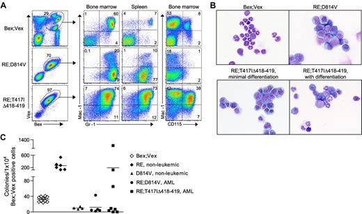 Figure 3. Myeloid-lineage phenotype of leukemic cells in RE;c-KitD814V and RE;c-KitT417IΔ418-419 mice. (A) Representative FACS analysis of AML cells harvested from BM and spleen of Bex;Vex control and moribund RE;c-KitD814V and RE;c-KitT417IΔ418-419 mice. Cells were gated for Bex+Vex+ expression and then analyzed for Mac-1, Gr-1, and CD115 (M-CSFR) expression. (B) Wright-Giemsa–stained cytospins of FACS-purified Bex+Vex+ myeloid-gated BM cells from control or moribund animals demonstrating a high frequency of blast forms in leukemic RE;c-KitD814V and RE;c-KitT417IΔ418-419 mice (original magnification ×630). (C) Myeloid CFU assays performed by plating 1 × 104 FACS-purified Bex+Vex+ myeloid scatter-gated BM cells from Bex;Vex control, nonleukemic RE (39-45 weeks post-transplant), nonleukemic D814V (3-17 weeks post-transplant), moribund RE;c-KitD814V, and moribund RE;c-KitT417IΔ418-419 mice in M3434 methylcellulose. Each data point represents the total number of myeloid CFU from an independent animal counted 7 to 12 days after plating.