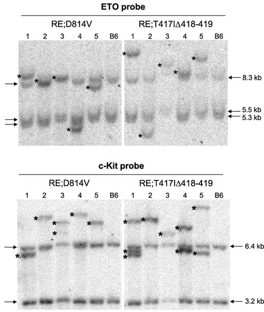 Figure 4. RE;c-KitD814V and RE;c-KitT417IΔ418-419 AML phenotypes are clonal. Southern blot analysis using genomic DNA isolated from whole splenocytes obtained from 5 independent, moribund primary RE;c-KitD814V or RE;c-KitT417IΔ418-419 mice. Lane numbers represent the same DNA sample used for both blots. Blots were hybridized with radiolabeled probes complementary to ETO or c-Kit sequences to detect unique retroviral integrants. Arrows indicate the endogenous murine Eto and c-Kit bands. Wild-type C57BL/6 (B6) splenocytes served as control samples for each blot. Asterisks indicate unique retroviral integrants in each sample.
