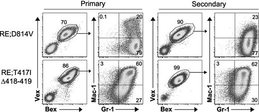 Figure 5. RE;c-KitD814V and RE;c-KitT417IΔ418-419 blasts are malignant in secondary recipients. Whole BM from moribund primary animals (RE;c-KitD814V, n = 4; RE;c-KitT417IΔ418-419, n = 5) was transplanted at various doses (5 × 104 to 1 × 106 cells) into lethally (9 Gy) irradiated secondary hosts. Representative BM flow cytometry profiles of primary and secondary recipient mice. Cells were gated for Bex+Vex+ expression and then analyzed for Mac-1 and Gr-1 expression.
