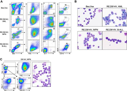 Figure 6. Immunophenotypic and morphologic comparison of neoplastic cells from RE;c-KitD814V mice with AML, MPN, or pre-B-ALL. (A) Representative FACS analysis of neoplastic cells harvested from BM of Bex;Vex control and moribund RE;c-KitD814V mice with the indicated disease phenotype. Cells were gated for Bex+Vex+ expression and then analyzed for FSC/SSC profiles and Mac-1, Gr-1, B220, and CD19 expression. (B) Wright-Giemsa–stained cytospins of FACS-purified Bex+Vex+ myeloid scatter-gated or Bex+Vex+ lymphoid blast scatter-gated BM cells from control or moribund animals (original magnification ×630). Expansion of metamyelocytes, band forms, and eosinophilic progenitors was noted in RE;c-KitD814V mice with MPN. Morphology of pre-B-ALL cells in RE;c-KitD814V mice was predominantly lymphoblastic. (C) FACS analysis of myeloid-lineage surface markers and Wright-Giemsa–stained cytospin preparation of FACS-purified Vex+ myeloid-gated BM cells from a representative moribund animal with c-KitD814V+ MPN showing a predominance of maturing granulocytes.