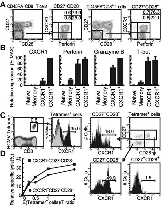 Figure 1. CXCR1 expression on effector subsets in human peripheral CD8+ T cells. (A) Differential expression of perforin and CXCR1 on/in CD27−CD28−CD45RA+/− subsets of human CD8+ T cells in freshly isolated PBMCs is shown as 1 representative result from 4 healthy individuals. The values in each plot show the frequency of each population. (B) Gene-expression profiles of CXCR1+ and CXCR1− cells in the CD27−CD28− effector subset, the CD27highCD28+CD45RA+ naive subset, and the CD27+CD28+CD45RA− memory subset are shown as the mean relative gene-expression levels and SD from 4 healthy individuals. (C) HCMV-1-A*0201 tetramer+ cells among PBMCs from a HCMV-seropositive healthy individual (U-14) were analyzed for their CXCR1 expression. The percentage of CXCR1+ cells in each CD27CD28 subset of tetramer-positive cells was also determined. (D) Cytolytic activities of CXCR1+ and CXCR1− cells in the effector subset toward C1R-A*0201 cells prepulsed with the HCMV-1 pp65 495-503 peptide.