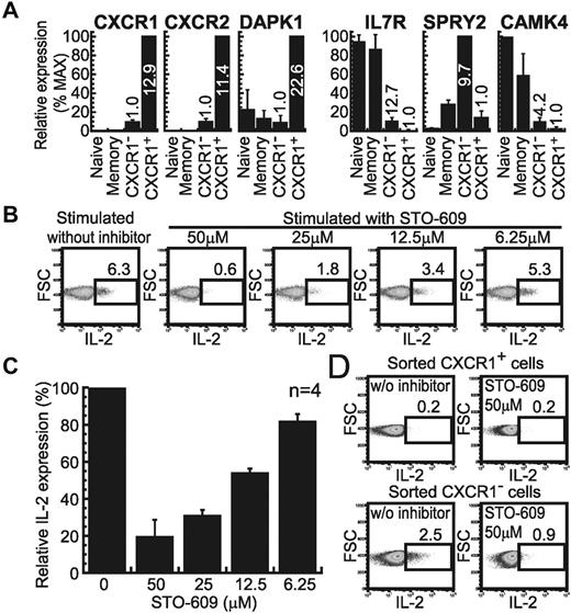 Figure 6. Different gene-expression profiles between effector CD8+ T-cell subsets. (A) Quantitative PCR for the indicated genes up-regulated in CXCR1+ (left) or CXCR1− (right) subsets was performed with FACS-sorted CXCR1+ and CXCR1− cells in the effector, naive, and memory subsets. The mean relative gene-expression levels and SD from 4 healthy individuals are shown. The values on each column show the relative gene-expression ratio between the 2 subsets; left: up-regulated genes in CXCR1+ cells, right: those in CXCR1− cells. (B) PBMCs from subject number U-43 were stimulated for 4 hours with solid-phase anti-CD3 mAb with or without STO-609. The percentage of IL-2–producing cells in the CD3+CD8+CD27−CD28− subset is shown. (C) The same experiment as in panel B was performed with the PBMCs from 4 healthy subjects, and then the relative percentage of IL-2–producing cells was expressed as the mean and SD based on that in the condition without inhibitor. (D) The CXCR1+ and CXCR1− cells in the CD27−CD28− effector CD8+ T-cell subset were sorted and then the cells were stimulated with solid-phase anti-CD3 mAb with or without STO-609 to assess the percentage of IL-2–producing cells.