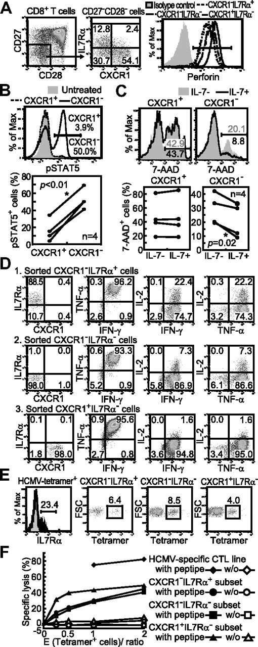 Figure 7. Functional property of IL-7R–expressing effector CD8+ T cells. (A) Perforin expression of CXCR1/IL-7Rα subsets in the CD27−CD28− effector CD8+ T-cell subset is shown as 1 representative result from 3 healthy individuals. (B) FACS-sorted CXCR1+ and CXCR1− effector subsets were treated with IL-7 (10 ng/mL) for 15 minutes, and then stained for pSTAT5 expression. Representative pSTAT5 staining with the percentage of pSTAT5+ cells in each subset and the percentage of pSTST5+ cells in each effector subset from 4 individuals are shown. (C) FACS-sorted CXCR1+ and CXCR1− effector subsets were cultured with or without IL-7 (5 ng/mL) for 48 hours, and then dead cells were detected by 7-amino-actinomycin D (7-AAD) staining. Representative results of 7-AAD staining with percentages of 7-AAD+ cells in each subset (without IL-7 in gray and with IL-7 in black) and the percentage of 7-AAD+ dead cells in each effector subset from 4 individuals shown. (D) FACS-sorted CXCR1/IL-7Rα subsets (far left plots) from healthy subject number U-14 were stimulated with PMA and ionomycin for 6 hours to assess the percentage of cytokine-producing cells. The flow plots are presented as a representative result from 3 healthy individuals showing similar results. (E) The CD8+, tetramer-positive cells from a HCMV-seropositive healthy subject (U-14) were analyzed for IL-7R expression. The frequency of tetramer-positive cells in each CXCR1/IL-7R effector CD8+ T-cell subset is shown. (F) CXCR1/IL-7Rα subsets were sorted to assess the cytolytic activity toward C1R-A*0201 cells prepulsed or not with the HCMV-1 pp65495-503 peptide.