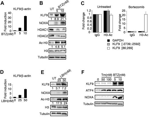 Figure 2. Bortezomib and LBH589 up-regulate KLF9 in MM1.S cells. (A) KLF9/ACTB Q-RT-PCR signal ratios were obtained from total cellular RNAs corresponding to each group of MM1.S cells treated with indicated amounts of bortezomib (BTZ) for 24 hours. Signal ratios were normalized by the corresponding ratio in untreated cells (0nM). (B) MM1.S cells were treated with indicated amounts of bortezomib for 24 hours followed by Western blotting of total protein extracts with antibodies indicated on the left. Numbers below the panels show the fold increase of KLF9/tubulin and acetylated histone H3 (Ac-H3)/tubulin ratios normalized to that in the first lane (untreated cells). (C) MM1.S cells treated or not with 5nM of bortezomib for 24 hours were cross-linked, sonicated and subjected to chromatin immunoprecipitation with acetylated histone H3 (Ac-H3)–specific antibodies or nonspecific (IgG) antibodies followed by the reversal of the cross-linking and DNA isolation. Isolated DNA was used in quantitative PCR with GAPDH or KLF9 promoter-specific primers, positions of which are designated by the numbers. All PCR signals were normalized by GAPDH-specific PCR signals and by the corresponding PCR signals obtained in reactions on DNA precipitated with IgG antibodies. (D) KLF9/ACTB Q-RT-PCR signal ratios were obtained from total cellular RNAs corresponding to each group of MM1.S cells treated with indicated amounts of LBH589 (LBH) for 24 hours. Signal ratios were normalized by the corresponding ratio in untreated cells (0nM). (E) MM1.S cells were treated with the indicated amounts of LBH589 (LBH) for 24 hours followed by Western blotting of total protein extracts with antibodies indicated on the left. Numbers below the panels show the fold increase of KLF9/tubulin and acetylated histone H3 (Ac-H3)/tubulin ratios normalized to that in the first lane (untreated cells). (F) MM1.S cells were treated with the indicated amounts of tunicamycin (TM) or bortezomib (BTZ) for 24 hours followed by cell collection and Western blotting of cell total protein extracts with antibodies indicated on the left.
