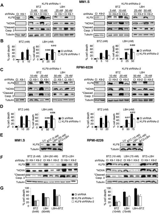 Figure 3. KLF9 knockdown suppresses apoptosis and efficient up-regulation of NOXA by bortezomib or LBH589. (A) MM1.S cells were infected with control shRNAs (CL), KLF9 shRNAs 1 (K9-1), or KLF9 shRNAs2 (K9-2). Forty-eight hours after infection, cells were incubated with the vehicle (DMSO) or with the indicated amounts of bortezomib (BTZ) or LBH589 (LBH) for 48 hours. Total protein extracts from the cells were probed by Western blotting with antibodies designated on the left. *Endogenous NOXA and cleaved caspase 3 levels in untreated cells were not detected under the exposure conditions used to detect these proteins in cells treated with the drugs. (B) Cells described in panel A were stained with the trypan blue. The percentage of dead cells was determined by counting positive and negative cells under light microscope in multiple view fields. The 2-tailed P value is shown for the groups with close values of the means. (C) RPMI-8226 cells were infected with control shRNAs (CL) or KLF9 shRNAs 1 (K9-1) or KLF9 shRNAs2 (K9-2). Forty-eight hours after infection, cells were incubated with the vehicle (DMSO) or with the indicated amounts of bortezomib (BTZ) or LBH589 (LBH) for 48 hours. Total protein extracts from the cells were probed in Western blotting with antibodies designated on the left. *Endogenous NOXA and cleaved caspase 3 levels in untreated cells were not detected under the exposure conditions used to detect these proteins in cells treated with the drugs. (D) Cells described in panel C were stained with trypan blue. The percentage of dead cells was determined by counting positive and negative cells under light microscope in multiple view fields. The two-tailed P value is shown for the groups with close values of the means. (E) Cells were incubated with no drug (UT) or with the indicated amounts of bortezomib (BTZ), LBH589 (LBH), or combination of the same concentration of both drugs for 24 hours. After incubation, cells were collected and total protein extracts from the cells were probed in Western blotting with antibodies designated on the left. (F) Cells were infected with control shRNAs (CL) KLF9 shRNAs 1 (K9-1), or KLF9 shRNAs2 (K9-2). Forty-eight hours after infection, cells were incubated with the indicated amounts of bortezomib (BTZ), LBH589 (LBH), or combination of the same concentration of both drugs. After incubation, cells were collected and total protein extracts from the cells were probed in Western blotting with antibodies designated on the left. (G) Cells described in panel F were stained with trypan blue. The percentage of dead cells was determined by counting positive and negative cells under light microscope in multiple view fields.
