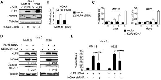 Figure 4. KLF9 induces NOXA-dependent apoptosis. (A) MM1.S and RPMI-8226 cells were infected with control vector (V) or vector expressing KLF9 cDNA (KLF9). Cells were collected 48 hours after infection and the total protein extracts were probed in Western blotting with antibodies shown on the left. *Note that an enhanced assay was used for detecting basal levels of NOXA (see “Immunoblotting”). The percentage of dead cells was determined by counting trypan blue positive and negative cells in multiple view fields. (B) NOXA/ACTB Q-RT-PCR signal ratios were obtained in indicated cells expressing KLF9 cDNA or empty vector. Signal ratios were normalized by the corresponding ratio in cells infected with the empty vector. (C) Cells were infected as described in (A). At the indicated days after infection, cells were stained for the activated caspase 3 using APO LOGIX “Carboxyfluorescein FAM-DEVD-FMK for caspase 3” kit. The percentage of apoptotic cells was determined by counting positive and negative cells with fluorescence microscopy in multiple view fields. (D) MM1.S and RPMI-8826 cells were infected with NOXA shRNA followed by super-infection with control vector or vector expressing KLF9 cDNA. Five days after the second infection cells were collected and total cellular protein extracts were probed in Western blotting with the antibodies designated on the left. (E) Cells described in panel D were stained for the activated caspase 3 using APO LOGIX “Carboxyfluorescein FAM-DEVD-FMK for caspase 3” kit. The percentage of apoptotic cells was determined by counting positive and negative cells with fluorescence microscopy in multiple view fields. The 2-tailed P value is shown.