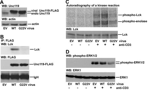 Figure 3. Effect of Unc119 G22V on activation of Lck and its downstream target ERK1/2. (A) CD4 T cells were isolated from PBMCs obtained from a healthy donor. To facilitate retroviral infection, cells were stimulated with plate-bound anti-CD3 and anti-CD28 Abs for 48 hours. Cells were then infected with bicistronic retroviruses encoding GFP alone (EV, empty virus) or GFP and wild-type Unc119 (WT) or the G22V mutant of Unc119 (G22V). GFP+ cells were sorted, lysed, and blotted with anti-Unc119 and anti-actin Abs. The viral Unc119 and its mutant had a FLAG tag attached to their C terminus. Therefore, corresponding bands have a higher molecular weight compared with the endogenous Unc119 (endo Unc119) band and are shifted upward. (B) Infected/sorted primary CD4 T cells were stimulated as in Figure 1 and lysed. Lysates were subjected to immunoprecipitation with an anti-FLAG Ab. Immunoprecipitates were run on polyacrylamide gels and sequentially blotted with anti-Lck and anti-FLAG Abs. IgH indicates Ig heavy chain. (C) Infected/sorted primary CD4 T cells were analyzed for Lck activity as in Figure 1. (D) Infected/sorted CD4 T cells were stimulated as in Figure 1 and lysed. Lysates were blotted with anti-phospho-ERK1/2 (T202/Y204) and anti-ERK1 Abs. Panels A through D are each representative of 3 independent experiments performed using CD4 T cells from 3 different healthy donors.