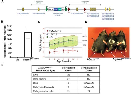 Figure 1. Mysm1tm1a/tm1a mouse line–gene targeting and gross phenotypic characterization. (A) Structure of the Mysm1tm1a(KOMP)WTSI (Mysm1tm1a) allele. (B) Fold reduction in Mysm1-transcript in Mysm1tm1a/tm1a relative to wild-type tissues (liver, spleen, thymus, skeletal muscle, brain, embryonic fibroblasts), analyzed by qRT-PCR using primers spanning the junction of exons 2 and 3 of Mysm1 transcript ENSMUST00000075872. Bars show means ± SEM. (C) Reduced weight of Mysm1tm1a/tm1a mice. Bars show means ± SD; shaded area shows 95% reference range for all wild-type mice of the same strain and sex. Data are from males and are representative of the differences seen for both sexes. (D) Representative images showing reduced body size and dysmorphology in Mysm1tm1a/tm1a mice, compared with a wild-type littermate control. (E) Numbers of significantly up-regulated and down-regulated genes in Mysm1tm1a/tm1a versus wild-type control, by tissue and cell type, based on adjusted P ≤ .05 (tissue and fibroblast comparisons are between 3-4 mice per group; ES cell comparisons are between multiple independently passaged samples of wild-type JM8 line and a Mysm1tm1a/tm1a ES cell line derived from mouse blastocysts).