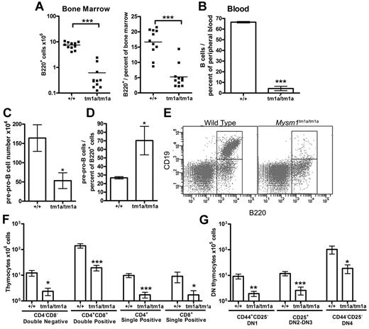 Figure 3. Defects in B and T-cell development in Mysm1tm1a/tm1a mice. (A) Reduced absolute numbers and decreased frequency of B220+ B-lineage cells in the BM of Mysm1tm1a/tm1a mice. (B) Reduced frequency of B cells in the blood of Mysm1tm1a/tm1a mice, gated as CD45+CD19+ cells. (C) Decrease in the absolute number of pre-pro-B cells in Mysm1tm1a/tm1a BM (gated as B220+CD19−CD43+CD11b−DX5−). (D) Relative increase in the proportion of pre-pro-B cells within the B220+ B-cell lineage gate in Mysm1tm1a/tm1a BM. (E) Representative flow cytometric plots of wild-type and Mysm1tm1a/tm1a BM, gated on lymphocytes and demonstrating a preferential loss of B220+CD19+ cells in Mysm1tm1a/tm1a mice. (F) Reduction in the numbers of CD4−CD8− double-negative (DN), CD4+CD8+ double-positive, and CD4+ and CD8+ single-positive thymocytes in the thymus of Mysm1tm1a/tm1a mice. (G) Reduction in the numbers of CD44+CD25− DN1, CD44+/−CD25+ DN2-3, and CD44−CD25− DN4 thymocytes in the thymus of Mysm1tm1a/tm1a mice. Bars represent mean ± SEM. *P < .05, **P < .01, ***P < .001 using the Student t test or the Mann-Whitney test; all BM cell counts are per 1 tibia and femur.