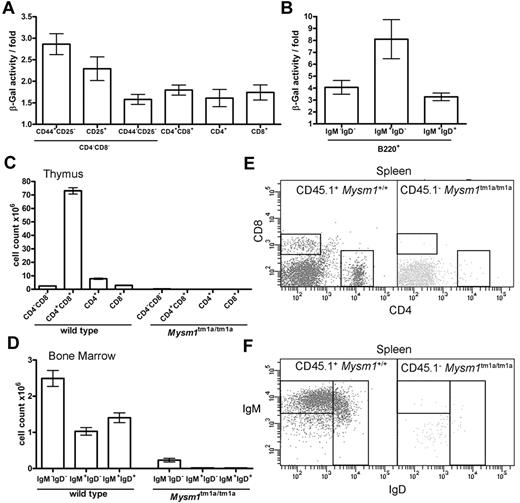 Figure 4. The defect in lymphocyte development in Mysm1tm1a/tm1a mice is because of a cell-intrinsic function of Mysm1 in hematopoietic cells. (A-B) Mysm1-promoter activity in (A) thymocytes, and (B) B-lineage BM cells. The measurements done on phenotypically normal Mysm1+/tm1a cells that carry a single copy of the Mysm1 promoter–driven β-galactosidase reporter. The data are presented as fold difference in β-galactosidase activity in Mysm1+/tm1a versus background activity in wild-type cells; bars show means ± SEM from ≥ 3 mice. β-galactosidase activity was significantly above background in Mysm1tm1a/+ double-negative DN1-DN4 and double-positive thymocytes, as well as in B-lineage cells including B220+IgM−IgD− pre/pro-B cells, B220+IgM+IgD− immature and B220+IgMlowIgD+ mature B cells (P < .05, t tests), although β-galactosidase activity in the single-positive CD4 and CD8 thymocytes was not significant. (C-F) Irradiated Rag1−/− mice were reconstituted with a 1:1 mix of CD45.1+ wild-type and CD45.2+ Mysm1tm1a/tm1a BM for 8 weeks; data were from 4 animals per group and were reproducible in 2 independent experiments. (C) Numbers of thymocytes, and (D) BM B cells, including pro/pre-B220+IgM−IgD−, immature B220+IgM+IgD−, and mature B220+IgMlowIgD+ B cells, in the chimeric mice. Bars represent means ± SEM; ANOVA analyses indicated significantly increased contribution of wild-type versus Mysm1tm1a/tm1a cells to the CD4+CD8+ double-positive (P < .001) and the single-positive CD4 (P < .01) and CD8 (P < .05) populations in the thymus, as well as to the pre/pro-, immature, and mature B cells in the BM (P < .01 for all). (E-F) Representative flow cytometric profiles of the spleen of the chimeric mice, gated on CD45.1+ wild-type cells (left) or CD45.1− Mysm1tm1a/tm1a cells (right), and stained (E) for CD4 and CD8, or (F) for B220, IgM, and IgD.