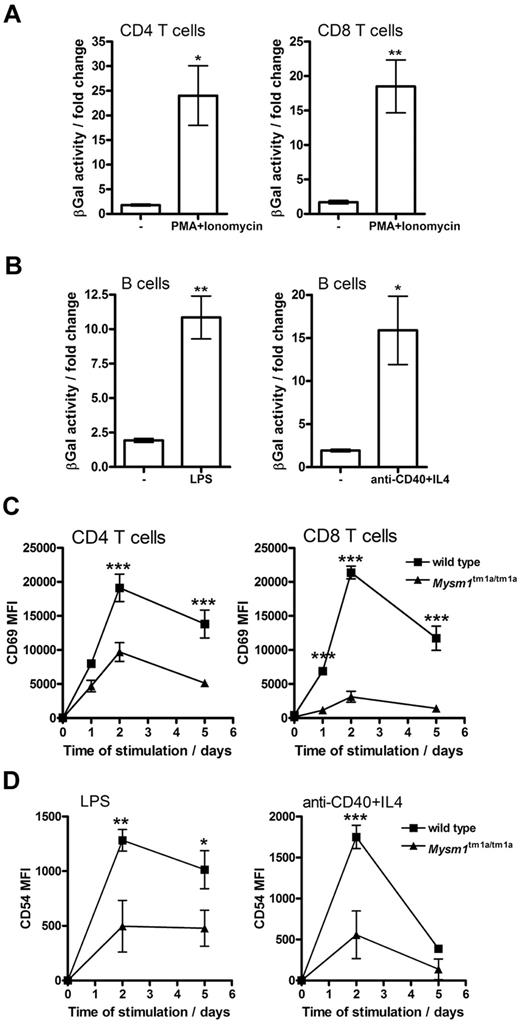 Figure 5. Role of Mysm1 in lymphocyte activation. (A-B) Mysm1 promoter–driven β-galactosidase reporter activity in the splenic (A) T cells and (B) B cells, stimulated in vitro with LPS (1 μg/mL), anti-CD40 agonist Ab (5 μg/mL) and IL-4 (5 ng/mL), or PMA (50 ng/mL) and ionomycin (500 ng/mL), for 48 hours. The data were collected using phenotypically normal Mysm1+/tm1a cells, and presented as fold change versus the background β-galactosidase activity in wild-type cells undergoing identical treatment. Significant induction of Mysm1-driven β-galactosidase reporter activity was observed (*P < .05, **P < .01, using t test). (C) Reduced induction of the CD69 activation marker on Mysm1tm1a/tm1a splenic T cells, stimulated in vitro with PMA and ionomycin, as above, over a 5-day time course. (D) Reduced expression of CD54 on Mysm1tm1a/tm1a splenic B cells, stimulated in vitro with LPS (1 μg/mL), or anti-CD40 (2.5 μg/mL) and IL-4 (5 ng/mL), over 5 days; MFI indicates mean fluorescence intensity. Bars represent means ± SEM from 4 mice; *P < .05, **P < .01, ***P < .001 using 2-way ANOVA.