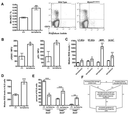 Figure 7. Genetic instability, oxidative stress, and elevated p53 protein levels in Mysm1tm1a/tm1a hematopoietic progenitors. (A) Increased frequency of micronucleated cells in the normochromatic erythrocyte (NCE) cell population of Mysm1tm1a/tm1a mouse blood; representative flow cytometric plots and data quantification are presented. (B) Levels of DNA damage γH2AX marker and p53 tumor suppressor protein in the KLS (cKit+ lineage− Sca1+) cells of Mysm1tm1a/tm1a and control mouse BM. MFU indicates mean fluorescence units. (C) Increased levels of reactive oxygen species (ROS) in the progenitor cells of Mysm1tm1a/tm1a BM, measured using carboxy-H2DCFDA ROS-sensitive fluorescent dye. LT-SCs indicates long-term stem cells (KLS, Flt3−CD34−); ST-SCs, short-term stem cells (KLS, Flt3−CD34+); MPPs, multipotent progenitors (KLS, Flt3+CD34+). (D) Increased levels of ROS in Mysm1tm1a/tm1a KLS cells in the BM chimeras. (E) Increase in apoptosis (annexin V+ 7AAD+/−) and necrosis (annexin V− 7AAD+) in Mysm1tm1a/tm1a KLS cells in the BM chimeras. All bars represent means ± SEM; *P < .05, **P < .01, ***P < .001 using (A,B,D) t test or (C,E) ANOVA. (F) Model of the mechanisms of hematopoietic dysfunction in Mysm1tm1a/tm1a mice: (i) ROS induce oxidative damage of DNA as well as other cellular components, and (ii) such damage leads to activation and stabilization of p53, (iii) which is a major inducer of cell apoptosis. (iv) p53 also induces production of ROS, and ROS are implicated in mediating cell-death downstream of p53. (v) Finally, DNA damage and oxidative stress may induce cell death via p53-independent mechanisms.