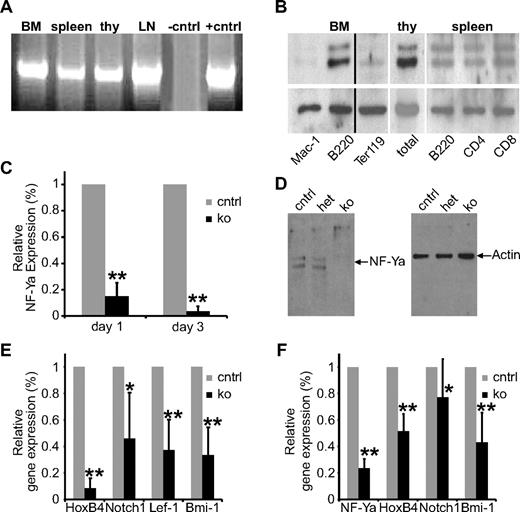 Figure 1. NF-Ya is expressed in all hematopoietic tissues and lineages and can be deleted efficiently. (A) RNA from BM cells, splenocytes, thymocytes (thy), and cells from the lymph nodes (LNs) of wt mice was analyzed for NF-Ya expression by RT-PCR. (B) Total BM cells, splenocytes, and thymocytes were isolated from wt mice and different blood cell lineages purified with the indicated Abs and magnetic beads. Cell lysate from these cells was subjected to Western blot analysis for NF-Ya (top) and actin (as a loading control; bottom). A black vertical line has been inserted to indicate a repositioned gel lane. (C) RNA from total BM of control and ko mice 1 day and 3 days after a single pIpC injection was subjected to quantitative RT-PCR for NF-Ya. GAPDH was used as an internal control; results were normalized to control samples (n = 6); **P < .01. (D) Protein from BM cells of control, het, and ko mice 4 days after the first pIpC injection was subjected to Western blot analysis with the use of Abs against NF-Ya (left) and actin (as loading control; right). (E) RNA from total BM of control and ko mice 1 day after a single pIpC injection was subjected to quantitative RT-PCR for the indicated genes. GAPDH was used as an internal control; the results were normalized to control samples (n = 6); *P < .05 and **P < .01. (F) RNA from HSCs (LSK/SLAM) of control and ko mice 1 day after a single pIpC injection was subjected to quantitative RT-PCR for the indicated genes. GAPDH was used as an internal control; the results were normalized to the control samples (n = 6); **P < .01.