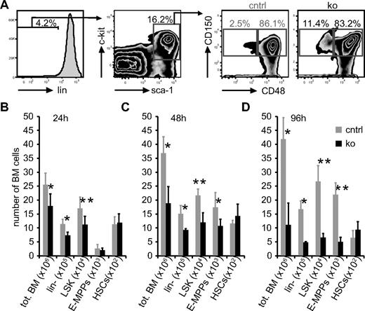 Figure 5. After pIpC-mediated NF-Ya deletion total BM cells of ko samples decrease in numbers, and HSC numbers remain unchanged. (A) BM cells were collected 96 hours after pIpC treatment; stained with lineage Abs, sca-1, c-kit, and CD48, CD150 (SLAM markers); and analyzed by FACS. The gating strategy to enumerate LSK, CD48+, CD150+ cells (E-MPPs) and LSK, CD48−, CD150+ (HSCs) is shown. Note, ko samples contain relatively more HSCs. Twenty-four (B), 60 (C), and 96 (D) hours after pIpC treatment BM cells were isolated from control and ko mice, and absolute cell numbers of different populations were enumerated as shown in panel A. Absolute cell numbers as indicated are shown (n = 5 in B and C; n = 3 in D); *P < .05 and **P < .01).