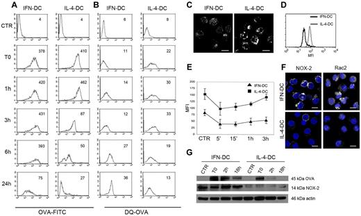 Figure 1. Prolonged Ag survival and slow endosomal acidification in IFN-DCs after OVA uptake. (A-B) Time course analysis by flow cytometry of Ag uptake and processing in DCs. Cells were pulsed with OVA-FITC (A) or DQ-OVA (B) for 15 minutes at 37°C and then chased with medium for the indicated intervals. A representative experiment of 5 is shown. The mean fluorescence values are indicated in each panel. (C) Detection by CLSM examinations (central optical sections) of cytoplasmic acidic vesicles in unfixed DCs stained with LysoSensor Yellow/Blue DND-160 (pseudocolor gray). Scale bars represent 10 μm. (D) Flow cytometry profiles of unfixed DCs stained with LysoSensor Green DND-189. (E) Time course analysis by flow cytometry of LysoSensor Green DND-189 fluorescence changes (mean ± SD of 3 independent experiments) in DCs allowed to take up unconjugated OVA for the indicated times. (F) NOX-2 and Rac2 detection by CLSM examinations of DCs, fixed, permeabilized, and stained with anti–NOX-2 or anti-Rac2 Abs (pseudocolor gray). Nuclei are reported in blue (4′, 6-diamidino-2-phenylindole). Scale bars represent 10 μm. Panels are representative of 5 (NOX-2) or 3 (Rac2) independent experiments. (G) Western blot analysis (1 of 3) on total cell lysates from DCs that were allowed to internalize OVA for 15 minutes and then were washed and chased for 2 or 18 hours. Blots were incubated with anti–NOX-2 and anti-OVA Abs. Actin was used as quantitative loading control.