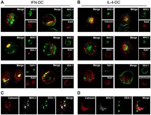 Figure 2. Intracellular distribution of MHC class I molecules. (A-B) Detection of MHC-I molecules by CLSM examinations (central optical sections) in DCs analyzed using different markers, to identify the localization of MHC-I (green) in ER (calnexin), early endosomes (Rab5 and EEA-1) and late endosomes (Rab7), all detected in red. Cells were stained with anti–TAP-1 (green) or anti-calreticulin (red) associated with Rab5 (red) and EEA-1 (green) markers, respectively, to evaluate the distribution of these molecules in early endosomes. Colocalizations were detected in yellow. Insets represent separate channel images. (C-D) Triple staining of DCs using the markers calnexin (red), MHC-I (gray), and EEA-1 (green). Colocalization is showed in merged images. Experiments in all panels were independently repeated at least 3 times with similar results.
