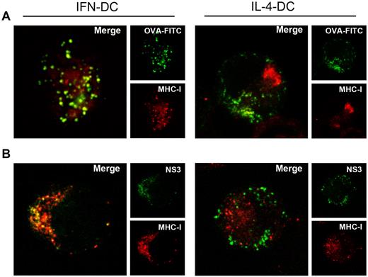 Figure 3. Ag routing to MHC class-I pathway in IFN-DCs. CLSM examinations of DCs that were allowed to internalize soluble OVA-FITC (A) or NS3 (B) proteins (green) for 15 minutes at 37°C and then were washed and stained for intracellular MHC-I (red) detection. In panel B, cells were double stained with anti-NS3 Ab to visualize the internalized Ag. Insets represent separate channel images. Colocalization was detected in yellow. Representative examples of 5 independent experiments are shown.