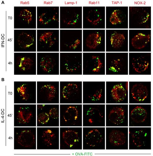 Figure 4. Time course analysis of OVA intracellular trafficking. (A-B) CLSM examinations (central optical sections) of DCs that were allowed to take up OVA-FITC for 15 minutes and then were washed and chased with medium for the indicated intervals. Cells were analyzed using different markers to evaluate the localization of internalized OVA-FITC (green) into early endosomes (Rab5), late endosomes (Rab7), lysosomes (Lamp-1), and recycling vesicles (Rab11), all detected in red. To evaluate the recruitment of TAP-1 (red) and NOX-2 enzyme (red) to OVA+ organelles, cells also were counterstained with anti–TAP-1 and NOX-2 Abs. Colocalization areas were detected in yellow. Data are representative of 9 independent experiments.