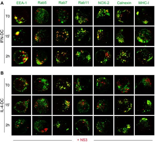 Figure 5. Time course analysis of NS3 intracellular trafficking. (A-B) CLSM examinations (central optical sections) of DCs that were allowed to take up NS3 for 15 minutes and then were washed and chased with medium for the indicated time intervals. After staining with anti-NS3 Ab, cells were analyzed for the expression of selected different markers to evaluate the localization of internalized NS3 Ag (red) into early endosomes (EEA-1 and Rab5), late endosomes (Rab7), recycling vesicles (Rab11), and ER (calnexin), all detected in green. Cells were counterstained with anti–NOX-2 and MHC-I Abs to evaluate the delivery of NOX-2 (green) and MHC-I (green) molecules to NS3+ organelles. Colocalization areas were detected in yellow. Data are representative of 7 independent experiments.