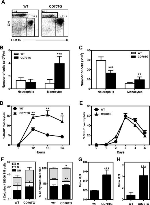 Figure 1. CD70TG mice have increased numbers of monocytes and increased monopoiesis over granulopoiesis. (A) Representative plots of staining for monocytes (Gr1lowCD115+) and neutrophils (Gr1+CD115−) within the CD11b+ compartment in the peripheral blood of WT and CD70TG mice and absolute numbers of monocytes and neutrophils in the peripheral blood (B) and BM (C) of WT and CD70TG mice. Data in panels B and C represent means ± SD from at least 3 mice per group. (D-E) Percentage of BrdU+ monocytes within the CD11b+ compartment in the peripheral blood of WT and CD70TG mice measured 12, 18, and 24 hours after injection of BrdU (D) and percentage of BrdU+ neutrophils in the peripheral blood of WT and CD70TG mice measured at indicated days after BrdU injection (E). Data in panels D and E represent means ± SEM from 5 mice per group. (F) Type of colonies derived from total BM from WT and CD70TG mice cultured for 8 days in semisolid medium. Data are displayed as the absolute number of CFUs per 25 000 BM cells (left) or as percentage from total colonies (right). M indicates monocyte/macrophage; G, granulocyte; and GM, mixed monocyte/macrophage and granulocyte. Data represent means ± SD from 6 mice per group. M:N ratios in BM (G) and peripheral blood (H) of WT and CD70TG mice were measured by dividing the number of monocytes by the number of neutrophils. Data in panels G and H represent means ± SD from at least 3 mice per group. BM represents cell numbers per 2 femurs and 2 tibiae. All experiments were performed at least 2 times with similar results. *P < .05; **P < .01; ***P < .001.
