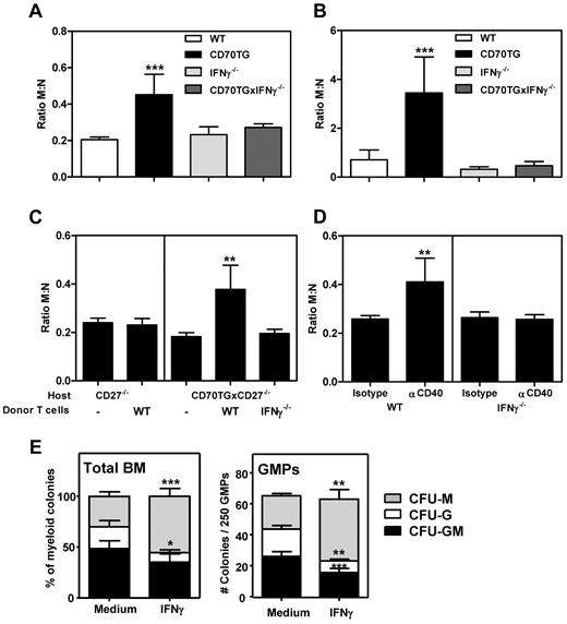 Figure 2. IFNγ induces monopoiesis over granulopoiesis in vivo and in vitro. M:N ratios in the BM (A) and peripheral blood (B) of WT, CD70TG, IFNγ−/−, and CD70TGxIFNγ−/− mice were measured by dividing the number of monocytes by the number of neutrophils. Data in panels A and B represent means ± SD from at least 3 mice per group. (C) M:N ratios in BM of CD27−/− and CD70TGxCD27−/− control mice and 3 weeks after transfer of WT or IFNγ−/− T cells. (D) M:N ratios in BM of WT and IFNγ−/− mice 4 days after the first injection of αCD40 or control IgG. Data in panels C and D represent means ± SD from 5 mice per group. (E) Type of colonies derived from total WT BM (left; means ± SD from 6 mice per group) or from 250 purified GMPs (right; means ± SD from 4 mice per group) cultured for 8 days in semisolid medium with or without IFNγ. M indicates monocyte/macrophage; G, granulocyte; and GM, mixed monocyte/macrophage and granulocyte. All experiments were performed at least 2 times with similar results. *P < .05; **P < .01; ***P < .001.