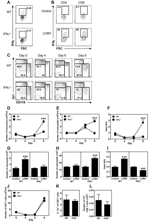 Figure 3. IFNγ is required to increase monocyte numbers and suppress neutrophilia during LCMV infection. Representative plot of intracellular staining for IFNγ in T cells from BM of WT and IFNγ−/− mice stimulated in vitro 8 days after LCMV infection with LCMV peptide (A) or PMA/ionomycin (B). (C) Representative plot of staining for monocytes (Gr1lowCD115+) and neutrophils (Gr1+CD115−) in the peripheral blood before LCMV infection and at the indicated days after infection. Numbers of monocytes (D) and neutrophils (E) in the peripheral blood of WT and IFNγ−/− mice at the indicated days after LCMV infection and M:N ratios in the peripheral blood of these mice (F) are shown. Data in panels D through F represent means ± SEM from 5 mice per group. Numbers of monocytes (G) and neutrophils (H) in the BM of WT and IFNγ−/− naive mice and LCMV-infected mice 8 days after infection and the M:N ratio in the BM of these mice (I) are shown. Data in panels G through I represent means ± SD from 5 mice per group; BM represents cell numbers per 2 femurs and 2 tibiae. (J) Number of CD8 T cells in the peripheral blood of WT and IFNγ−/− mice at the indicated days after LCMV infection. (K-L) Percentage of tetramer-binding cells of total CD8 T cells in the peripheral blood (K) and number of tetramer-binding CD8 T cells in BM of WT and IFNγ−/− mice 8 days after LCMV infection (L). Data in panel J represent means ± SEM from 5 mice per group and data in panels K and L represent means ± SD from 5 mice per group. All data shown are representative of at least 2 independent experiments. *P < .05; **P < .01; ***P < .001.