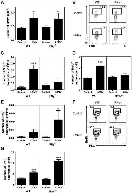 Figure 4. IFNγ directs myelopoiesis during LCMV infection. (A) Number of GMPs in BM of WT and IFNγ−/− naive mice and 8 days after LCMV infection. (B) Representative plot of BrdU staining in monocytes in the peripheral blood of naive and LCMV-infected mice 8 days after infection and absolute numbers of BrdU+ monocytes in peripheral blood (C) and BM (D) of these mice. (E) Number of BrdU+ neutrophils in the peripheral blood of naive and LCMV-infected mice 8 days after infection. (F-G) Representative plot of BrdU staining in neutrophils in BM (F) and number of BrdU+ neutrophils in BM of these mice (G) are shown. Data in panels A, C, D, and E represent means ± SD from 5 mice per group; BM represents cell numbers per 2 femurs and 2 tibiae. Experiments were performed at least 2 times with similar results. *P < .05; **P < .01; ***P < .001.