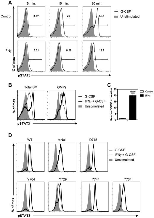 Figure 7. IFNγ reduces G-CSF–mediated STAT3 phosphorylation in a SOCS3-dependent manner. (A) Representative histograms showing intracellular staining for pSTAT3 in total BM cells stimulated for the indicated times with G-CSF with or without 45 minutes of preincubation with IFNγ. (B) Representative histograms showing overlays of intracellular staining for pSTAT3 in total BM cells and GMPs after 30 minutes of stimulation with G-CSF with or without preincubation with IFNγ. (C) Relative expression of SOCS3 in WT GMPs after 30 minutes in vitro stimulation with IFNγ measured by quantitative PCR analysis. Expression is relative to the levels in unstimulated GMPs. Data represent means ± SD from triplicate cultures. (D) Representative histograms showing overlays of intracellular staining for pSTAT3 in 32D cells expressing WT or a mutant human G-CSFR after 30 minutes of stimulation with G-CSF with or without preincubation with IFNγ. The SOCS3-recruiting tyrosine motif Y729 is only present in cells expressing WT G-CSFR or the mutant receptor denoted as Y729. All data are representative of at least 2 independent experiments. ***P < .001.