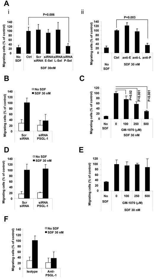 Figure 3. PSGL-1 regulates transendothelial migration of MM cells. (A) HUVECs were transfected with siRNAs for E-, L-, or P-selectin. Scramble siRNA was used as a control (panel i) or cells were treated with anti–E-, anti–L-, or anti–P-neutralizing Abs. Isotype control Ab was used as a control (panel ii). Transendothelial migration of MM1s cells in response to SDF-1α (30nM) was tested. Significant inhibition of MM cell transendothelial migration was observed in HUVECS with P-selectin knockdown (panel i) and in HUVECs treated with neutralizing Ab for P-selectin (panel ii) (P < .01). (B) MM1s cells were transfected with either PSGL-1 or scramble siRNA, and transendothelial migration of MM cells in response to SDF-1α (30nM) was tested. Significant inhibition of MM cell transendothelial migration was observed in MM cells with PSGL-1 knockdown. (C) HUVECs were treated with increasing concentrations of GMI-1070 (0, 100, 250, and 500μM) for 1 hour, and transendothelial migration of nontreated MM1s cells in response to SDF-1α (30nM) was evaluated: dose-dependent inhibition of MM cell transendothelial migration was observed (P < .02). (D) MM1s cells were transfected with either PSGL-1 or scramble siRNA, and migration of MM cells (with no presence of HUVECs) in response to SDF-1α (30nM) was tested. No difference in cell migration was observed in MM cells transfected with PSGL-1 or scramble siRNA. (E) MM1s cells were treated with increasing concentrations of GMI-1070 (0, 100, 250, and 500μM) for 1 hour, and migration of MM cells (with no presence of HUVECs) in response to SDF-1α (30nM) was tested: no difference in cell migration was observed in MM cells treated with or without GMI-1070. (F) MM1s cells were treated with either isotype control or PSGL-1–blocking Ab. Transendothelial migration of MM cells was evaluated: significant inhibition of MM cells to HUVECs was observed in cells treated with PSGL-1–blocking Ab.