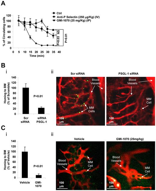 Figure 4. The interaction of PSGL-1 with P-selectin regulates extravasation and homing to the BM of MM cells in vivo. (A) Calcein-labeled MM1s cells were injected intravenously into SCID mice treated with either vehicle (Ctrl), anti–P-selectin Ab (250 μg/kg IV), or GMI-1070 (25 mg/kg IP) for 1 hour before injection of MM1s cells (n = 3 per group). The number of circulating cells was followed over time using in vivo flow cytometry. Cells were counted every 5 minutes for 40 minutes. Fluorescence signal was detected on an artery in the ear and digitized for analysis with MATLAB software. Inhibition of P-selectin using GMI-1070 or neutralizing Ab delayed the extravasation of MM cells. (B) MM1s cells were transfected with either PSGL-1 or scramble siRNA, labeled with Calcein, and injected intravenously into SCID mice (n = 3 per group), followed by IV injection of Evans blue. Homing to the BM of mice was imaged by in vivo confocal microscopy 30 minutes after injection. Inhibition of the homing of MM cells to the BM was observed with knockdown of PSGL-1, shown as an average of number of MM cells in 18 images taken from 3 different mice (P < .01; i) and in representative images of the BM (ii; green indicates MM cells; red, blood vessels). (C) Calcein-labeled MM1s cells were injected intravenously into SCID mice, which were treated with either vehicle (Ctrl) or GMI-1070 (25 mg/kg IP) for 1 hour before injection of MM1s cells (n = 3 per group), followed by IV injection of Evans blue. Homing to the BM of mice was imaged by in vivo confocal microscopy 30 minutes after injection. Inhibition of the homing of MM cells to the BM was observed in mice treated with GMI-1070, shown as an average of number of MM cells in 18 images taken from 3 different mice (P < .01; i) and in representative images of the BM (ii; green indicates MM cells; red, blood vessels).