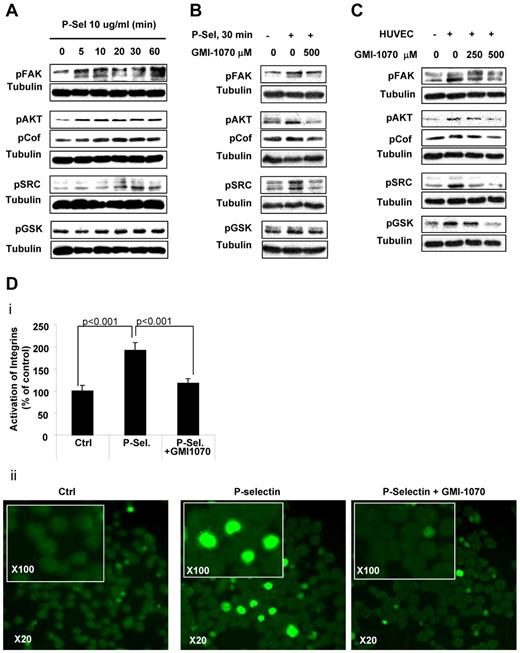 Figure 5. Interaction of PSGL-1 and P-selectin regulates adhesion-related signaling and β-integrin activation in MM cells. (A) MM1s cells were treated with recombinant P-selectin 10μg/mL for different durations (0, 5, 10, 20, 30, and 60 minutes), lysed, and whole-cell lysates were subjected to Western blotting for pFAK, pAKT, pCoffilin, pSRC, and p-GSK3α/β. Increased adhesion-related signaling was observed after activation with recombinant P-selectin, with maximal activation at 30 minutes. (B) Recombinant P-selectin was incubated with or without GMI-1070 (500mM for 1 hour) and then applied to MM1s cells; nontreated MM cells were used as a control. Cells were then lysed and whole-cell lysates were subjected to Western blotting for pFAK, pAKT, pCoffilin, pSRC, and p-GSK3α/β. GMI-1070 reversed the induction of adhesion-related signaling in MM cells induced by recombinant P-selectin. (C) HUVECs were treated with or without GMI-1070 (500mM for 1 hour), nontreated MM1s cells were cocultured with the HUVECs for 1 hour, and MM1s cells not cocultured with HUVECs served as a control. MM cells were then separated from the HUVECs, lysed, and whole-cell lysates were subjected to Western blotting for pFAK, pAKT, pCoffilin, pSRC, and p-GSK3α/β. Coculture of MM cells with HUVECs induced adhesion-related signaling in MM cells that was reversed by GMI-1070. (D) Recombinant P-selectin was incubated with or without GMI-1070 (500mM for 1 hour) and then applied to MM1s cells; nontreated MM cells were used as a control. Cells were fixed and the expression of activated β1-integrin was detected using FITC-labeled Ab under immunofluorescence microscopy. Increased activation of β1-integrin was observed after activation with recombinant P-selectin, which was reversed by GMI-1070. Results are shown as an average of the percentage of cells with activated integrins, normalized to controls (P < .001; i), and in representative fluorescent images at 20× magnification and at 100× in the inset (ii).