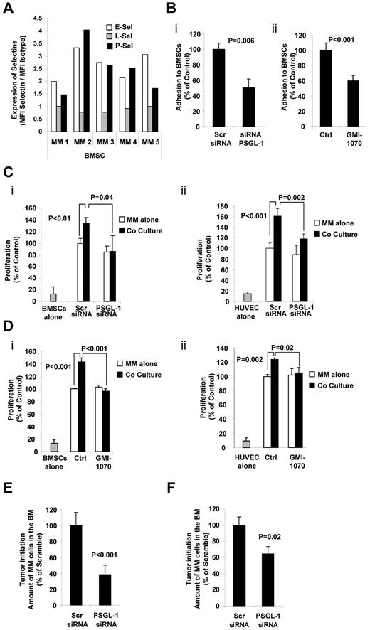 Figure 6. The interaction of PSGL-1 and P-selectin regulates proliferation of MM cells induced by BMSCs and ECs in vitro and tumor initiation in vivo. (A) Expression of E-, L-, and P-selectins evaluated in primary BMSCs (n = 5) using flow cytometry and expressed as ratio between MFI of selectin to the MFI of the isotype control. BMSCs presented with higher expression of E- and P-selectins. (B) MM1s cells were transfected with either PSGL-1 siRNA or scramble siRNA. Adhesion of MM cells to BMSCs was evaluated: significant inhibition of MM cell adhesion to BMSCs was observed in PSGL-1 knockdown cells (P = .006; i). BMSCs were treated with or without GMI-1070 (500μM for 1 hour) and adhesion of nontreated MM1s cells to BMSCs was evaluated: inhibition of MM cell adhesion to BMSCs was observed in HUVECs treated with GMI-1070 (P < .001; ii). Data represent means ± SD of triplicate experiments. (C) MM1s cells were transfected with either PSGL-1 siRNA or scramble siRNA and cultured with or without BMSCs (i) and HUVECs (ii). Cell proliferation was measured at 24 hours by bromodeoxyuridine incorporation and ELISA. Coculture of MM1s with HUVECs and BMSCs increased the proliferation of MM1s cells transfected with scramble siRNA, an effect that was reversed by PSGL-1 siRNA. Data represent means ± SD of triplicate experiments. (D) HUVECs and BMSCs were treated with or without GMI-1070 and nontreated MM cells were cultured with or without BMSCs (i) and HUVECs (ii). Cell proliferation was measured at 24 hours by bromodeoxyuridine incorporation and ELISA. Coculture of MM1s with nontreated HUVECs and BMSCs increased the proliferation of MM1s cells, an effect that was reversed by GMI-1070. Data represent means ± SD of triplicate experiments. (E) MM1s cells were transfected with either PSGL-1 or scramble siRNA and injected intravenously into SCID mice (n = 4 per group); after 1 week the BM was extracted from the femurs of the mice and tumor initiation was determined as the percentage of CD138+ cells in the BM. Inhibition of tumor initiation in the BM of the mice was observed with knockdown of PSGL-1 (P < .001). (F) MM1s cells were transfected with either PSGL-1 or scramble siRNA and injected into the BM of the tibia of SCID mice; after 1 week the BM was extracted from the tibias and tumor initiation was determined as the percentage of CD138+ cells in the BM. Inhibition of tumor initiation in the BM of the mice was observed with knockdown of PSGL-1, but not to the same extent as that observed after IV injection (P = .02).