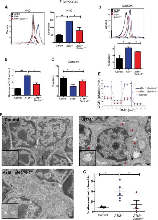 Figure 5. Allelic loss of Beclin-1 rescues mitochondrial abnormalities in ATM-null thymocytes. (A) Allelic loss of Beclin-1 partially reverses the increase in mitochondrial mass observed in ATM−/− mice. Freshly isolated thymic cells were stained with 5nM NAO dye. A representative histogram of NAO fluorescence intensity is illustrated. Graphs illustrate the average mean intensity of NAO for each genotype (n ≥ 3/genotype). (B) Beclin-1 heterozygosity reverses the abnormal increase in mtDNA observed in ATM−/− thymocytes. The ratio of mitochondrial/nuclear DNA was quantified in viable thymic cells of mice with desired genotypes by real-time PCR using primers for mitochondrial ND2 and nuclear 18S rRNA genes. Mean values are shown (n ≥ 3/genotype). (C-D) Beclin-1 heterozygosity reverses defects in complex I activity and mROS levels in ATM−/− thymocytes. Complex I activity (C) and mROS levels (D) were measured as described in Figure 1. For complex I activity, the relative activities of desired genotypes were graphed. For mROS, a representative histogram of MitoSOX fluorescence intensity per genotype is illustrated. Graph shows the averaged mean intensity for each genotype (n ≥ 3/group). P values were obtained by implementing the Student t test analysis in experiments shown in panels A-E (*P ≤ .04, **P ≤ .01, ***P ≤ .001). (E) Allelic loss of Beclin-1 rescues the increase in cellular respiration observed in the ATM−/− mice. The rate of oxygen consumption was measured in viable thymic cells of desired genotypes (n = 3/group). Shown is the OCR of thymic cells as function of time in minutes. Equal numbers of viable cells were used per sample for these experiments. (F-G) Allelic loss of Beclin-1 reduces mitochondrial ultra-structure abnormalities in ATM-null thymocytes. (F) Whole thymii of 5- to 8-week-old mice of the indicated genotypes were analyzed by transmission electron microscopy, and representative photomicrographs are shown. Mitochondria with disrupted cristae structure and with swollen appearance were considered abnormal. At least 15 images (magnification, ×10 000) were scored per sample. Red arrowheads illustrate abnormal mitochondria having disorganized cristae structure seen in ATM−/− thymic cells. The black arrow denotes an autophagic vacuole. (G) Percentage of abnormal mitochondria quantified in the whole thymus of mice shown in panel F. Each dot, triangle, or square represents a single mouse. Statistical analyses were performed using the Student t test (*P ≤ .03).
