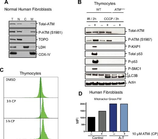 Figure 6. ATM localizes to mitochondria and becomes activated by mitochondrial dysfunction without evidence of DNA damage. (A) ATM protein localizes to mitochondria. Normal human fibroblasts were fractionated into nuclear (N), cytoplasmic (C), and mitochondrial (M) fractions and the basal levels of total and phospho-ATM (S1981) were analyzed by immunoblotting. Topoisomerase I (Topo), lactate dehydrogenase (LDH), and COX-IV antibodies were used as N, C, and M markers, respectively. We also analyzed 10 μg of total (T) protein. (B) ATM is activated in response to dysfunctional mitochondria without evidence of DNA damage induction. Viable thymic cells isolated from 6- to 8-week-old wild-type (WT) or ATM-null mice were either treated with DMSO or 50μM of the mitochondrial uncoupler CCCP for 3 hours followed by total protein isolation and analysis by immunoblotting for various ATM substrates, including P-KAP1, P-SMC1, total p53, P-p53, and P-ATM itself. As a positive control for ATM activity in vivo, total protein lysates from irradiated (6 Gy) or nonirradiated control mice were included in the assay. LC3-II also was analyzed to confirm increased basal autophagy in ATM-null cells and induction of this process by CCCP treatment. (C-D) Transient inhibition of ATM results in mitochondrial mass abnormalities. (C) Wild-type thymocytes were treated with DMSO alone or with 10μM CP (ATM kinase inhibitor) for 3 or 5 hours before staining with MitoTracker Green FM (MTG) for 15 minutes. Flow cytometry histograms of 10 000 viable cells per sample are shown. (D) Control or A-T human fibroblasts were treated with either DMSO or 10μM CP for 3 hours before staining with MTG dye and analysis by flow cytometry. Shown is the mean of fluorescence intensity (MFI) in each sample.