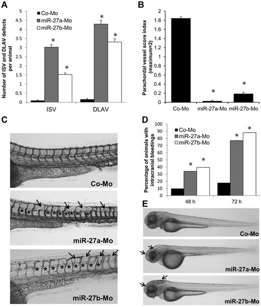 Figure 4. miR-27a/b regulate embryonic vessel formation in zebrafish. (A-C) miR-27a and miR-27b morpholinos were injected into zebrafish at 1-cell or 2-cell stage. The 48-hpf vessel phenotype was quantified for ISV and DLAV (A), and PAV (B). n = 112 to 152. (A) Data are number of defects per animal. (B) Quantification of PAV phenotype: 0 indicates absent; 1, partially absent; and 2, present. (C) Representative images of panels A and B. Vasculature of tg(fli1:EGFP) zebrafish embryos were stained by antibody against GFP (48 hpf). Black arrows indicate ISV or DLAV defects. *PAV defects. (D-E) miR-27a and miR-27b morpholinos were injected into zebrafish, and intracranial bleeding was monitored at 48 hpf and at 72 hpf. (D) Quantification of intracranial bleedings (n = 26-90). (E) Representative images of intracranial bleedings (72 hpf). Black arrows indicate hemorrhages.