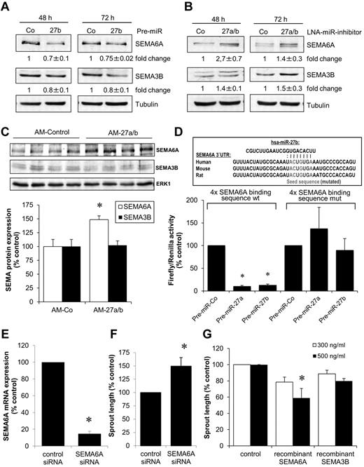 Figure 5. miR-27 regulates the expression of semaphorin 6A and 3B. (A) Expression of SEMA6A and SEMA3B in HUVECs after transfection with miR-27 precursor (pre-miR-27b, 1nM) after 48 and 72 hours. Representative Western blots are shown. Tubulin serves as loading control. Blots were scanned, and protein expression was quantified by densitometric analysis. The ratio of SEMA6A/tubulin or SEMA3B/tubulin is shown as fold change ± SEM; n = 3. (B) Expression of SEMA6A and SEMA3B in HUVECs after transfection with LNA-miR-27 inhibitor (0.1nM) after 48 and 72 hours. Representative Western blots are shown. Tubulin serves as loading control. The ratio of SEMA6A/tubulin or SEMA3B/tubulin is shown as fold change ± SEM; n = 3. (C) Expression of SEMA6A and SEMA3B in hearts of mice treated with antagomir-27 or antagomir-control (see Figure 3 for details). Representative Western blots are shown. ERK1 serves as loading control. The ratio of SEMA6A/ERK1 or SEMA3B/ERK1 is shown as percentage of control; n = 4. P < .05. (D) Luciferase normalized to Renilla activity was measured in homogenates of HEK293FT cells transfected with luciferase constructs containing the wild-type (wt) or mutated (mut) seed sequences of miR-27 together with pre-miR-27a, pre-miR-27b, or control pre-miR. Measurements were done 48 hours after transfection; n = 6 or 7. (E-F) HUVECs were transfected with siRNA (67nM) targeting SEMA6A. A siRNA directed against firefly luciferase was used as a control. (E) Expression of SEMA6A was measured by quantitative RT-PCR after 24 hours; n = 3. *P < .05. (F) Effect of SEMA6A silencing on endothelial cell sprouting; n = 4. P < .05 (paired t test). (G) HUVECs were incubated with 300 or 500 ng/mL human recombinant SEMA6A or SEMA3B protein, and endothelial cell sprout formation was measured; n = 3 or 4. *P < .05 versus control.