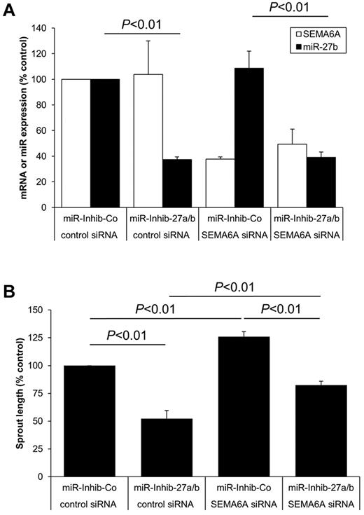 Figure 6. SEMA6A contributes to the function of miR-27 in endothelial cells. HUVECs were transfected with SEMA6A siRNA (67nM), miR-27a/b inhibitor (10nM), and the respective controls as indicated. (A) Expression of SEMA6A or miR-27b was measured by quantitative RT-PCR after 24 hours; n = 4. (B) Spheroids were generated and sprouting was quantified; n = 4.
