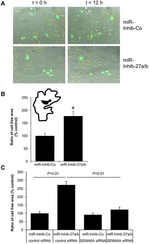 Figure 7. Inhibition of miR-27a/b increases the repulsive activity of endothelial cells. HUVECs were transduced with GFP lentivirus before transfection with the miR-27a/b inhibitor (10nM) or miR inhibitor-control (10nM). The following day, 1.5 × 103 transfected endothelial cells (green) were seeded on top of untreated endothelial cells (70% confluency). Cells were analyzed by video time lapse microscopy over 12.5 hours. (A) Representative images at time points 0 and 12 hours are shown. The cell-free areas surrounding single miR inhibitor/GFP-transfected endothelial cells are marked by a yellow line. (B) The cell-free areas surrounding single miR inhibitor/GFP-transfected endothelial cells were analyzed, and the ratio of the cell-free area at t = 12.5 hours and t = 0 hours is given as percentage of control. *P < .001. n = 32 cells and n = 3 experiments. (C) HUVECs were transfected with SEMA6A siRNA, miR-27a/b inhibitor, and the respective controls as indicated. Cells were tracked over 12.5 hours, and the ratio of the cell-free area is given as percentage of control. P < .01. n = 30 to 45 cells and n = 3 experiments.