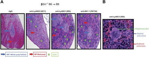 Figure 3. Histologic evidence of BMC engraftment after Ly49G2 or Ly49C/I NK subset depletion of B6 recipients before β2m−/− BMC infusion. B6 recipient mice received mAbs for NK cell or NK-cell subset depletion using anti-NK1.1 (PK136), anti-Ly49C/I (5E6), anti-Ly49G2 (4D11) mAbs or rIgG control 2 and 1 day before lethal irradiation. A total of 15 million β2m−/− BMCs were transferred intravenously into B6 recipient mice. (A) H&E staining of formalin-fixed spleens (4×) for the different treatments after 7 days after transplantation is shown. (B) Enlarged image (40×) of a region that showed engraftment with marked EMH after anti–Ly49C/I (5E6) treatment. Blue and red arrows indicate the location of the white pulp follicle (WP) and red pulp (RP), respectively. Green asterisks indicate the EMH region. Images are representative of 2 independent experiments.