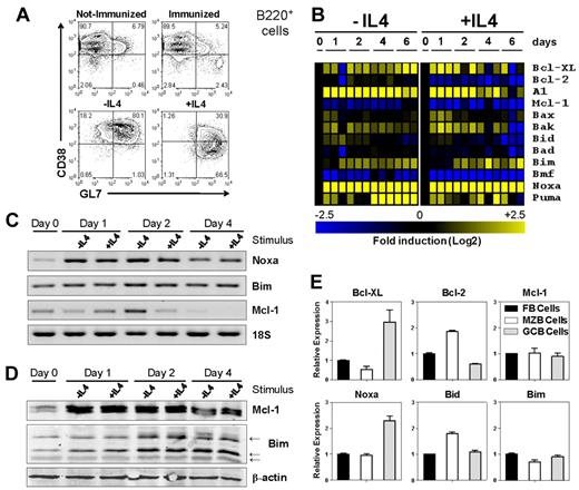 Figure 1. Noxa is induced in activated B cells. (A) Representative FACS plots of activated B cells. Gated is for B220+ cells. Top panels: B cells isolated directly ex vivo from (left) naive or (right) mice immunized 12 days prior with 50 ug of TNP-KLH (30:1) in alum. Bottom panels: in vitro cultured, purified B cells after 4 days of stimulation with anti-IgM and LPS in the (left) absence or (right) presence of 20 ng/mL IL-4. (B) Expression profiling by RT-MLPA of purified mouse B cells after in vitro stimulation. Cells were stimulated with anti-IgM/LPS alone (−IL4), or in combination with IL-4 (+IL4). Gene induction of pro and antiapoptotic molecules is represented in a heat-map after log2 transformation of expression levels (scale −2.5-2.5), relative to averaged values of unstimulated cells at day 0 (n = 3 per genotype. Shown is one of at least 3 experiments). (C) RT-PCR analysis for Noxa, Bim, Mcl-1, and 18S ribosomal RNA of anti-IgM/LPS (−IL4) and anti-IgM/LPS/IL-4 (+IL4) stimulated B cells. (D) Western blot analysis of total purified B cells after anti-IgM/LPS (−IL4) and anti-IgM/LPS/IL-4 (+IL4) stimulation. A representative result of 3 independent experiments is shown. (E) Expression profiling by RT-MLPA of cell sorted FB (B220+IgM+IgD+CD21/35+), MZB (B220+IgM+IgD−CD21/35bright), and GC (B220+CD38dimGL7bright) B cells of PE immunized mice, 12 days after immunization (n = 3 per genotype). Shown is 1 of 3 independent experiments. Mean and SEM are shown.