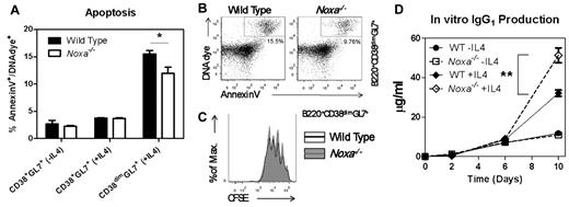 Figure 2. Noxa ablation provides a survival advantage for activated B cells in vitro. B cells were purified from mouse spleens and stimulated in vitro with anti-IgM/LPS alone (−IL4) or in combination with 20 ng/mL IL-4 (+IL4). Representative results from one of at least 4 independent experiments are shown. (A) Quantification of apoptotic cell numbers (% annexin V+/DNAdye+ cells) in the CD38+GL7+ and CD38dimGL7+ (latter are not present in cultures without IL4) populations is shown after 2 days of stimulation (n = 3 per genotype). (B) FACS plots of B220+CD38dimGL7+ cells stained with annexin V and DNA dye after 2 days of stimulation with anti-IgM/LPS and IL-4. (C) CFSE dilution of B220+CD38dimGL7+ cells after 2 days of stimulation with anti-IgM/LPS and IL-4. (D) Concentration of soluble IgG1 in the supernatant of cell cultures, determined by ELISA (n = 3 per genotype). Mean and SEM are shown (**P < .005; Student t test)