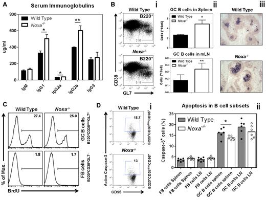Figure 3. Noxa ablation provides a survival advantage for activated B cells in vivo. (A) The concentration of immunoglobulins in the serum of 12-week-old naive mice (n = 6 per genotype; 1 of 2 experiments is shown). (B-D) Mice were infected intranasally with Influenza A and analyzed 10 days after infection. (Bi) FACS staining of splenic B cells 10 days after infection. Gated is for B220+ cells. (ii) Absolute numbers of GC B cells in (top) the spleen and (bottom) the draining (mediastinal, mLN) lymph node was analyzed by FACS. (iii) Representative pictures (100× enlarged) of immunostained splenic sections. B220+ (yellow) and PNA+ (purple) cells were stained. (C) Mice were infected with influenza and after 10 days injected intraperitoneally with BrdU. Two hours after injection, BrdU incorporation was analyzed by FACS. Histograms of FB and GC B cells in the spleen, stained intracellularly for BrdU are shown (n = 5 per genotype). (D) Direct ex vivo quantification of cells with active caspase-3 in FB and GC B cells, 10 days after influenza infection. (i) FACS plots of splenic B cells stained for cells with active caspase-3 using the Vybrant FAM caspase-3 assay. Gated is for GC B cells (B220+CD38dimCD95+). (ii) Quantifications of B-cell subsets with active caspase-3 (n = 3-8 per genotype; 1 of 2 independent experiments with similar results is shown). Mean and SEM are shown (*P < 0,05, **P < .005; Student t test).