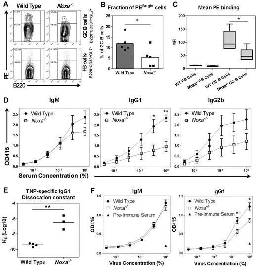 Figure 4. Ablation of Noxa results in the generation of low-affinity antibody responses. (A-C) Mice were immunized with PE, and 12 days after immunization antigen-specific B cells were visualized by FACS staining (n = 5 per genotype). One of 2 independent experiments with similar results is shown. (A) FACS plots after ex vivo staining with 25 μg/mL PE. Arbitrary gating is applied to distinguish between PEbright and PE−/low cells. (B) Fraction of PEbright (gated as indicated in panel A) cells within GC cells. (C) Quantification of MFI data shown in panel A (stained with 25 μg/mL PE) shows significantly reduced PE-binding of Noxa−/− B cells. Normalization for differences in background staining between GC and FB cells was applied, based on signal within the PE− cells. This allows for direct comparison of PE staining-intensity of B-cell subsets. (D) Mice were immunized with TNP-KLH and TNP-specific antibody responses were assessed by ELISA under limiting serum dilutions with fixed TNP-BSA coating (5 μg/mL). Shown are IgM (left), IgG1 (middle), and IgG2b (right) responses (n = 5 per genotype; 1 of 2 independent experiments with similar results is shown). X-axis represents the percentage of antiserum in the dilution buffer used for detection of antibodies. (E) Assessment of the KD of TNP-specific IgG1 antibodies by biacore analysis 14 days after TNP-KLH immunization. (F) Mice were infected intranasally with Influenza A. Virus-specific IgM and IgG1 antibody responses were assessed after 2 weeks by ELISA under limiting antigen dilutions with fixed serum concentration (n = 8 per genotype; 1 of 2 independent experiments with similar results is shown). Serum of mice before infection was used as a negative control (triangles). In all panels mean and SEM are shown (*P < .05, **P < .005; Student t test).