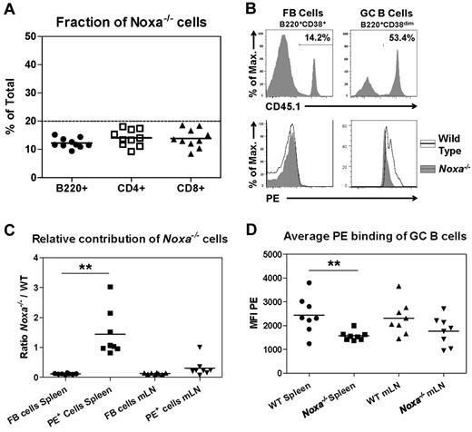 Figure 5. Reduced BCR affinity in Noxa−/− mice after antigen stimulation results from a B cell intrinsic defect. WT (CD45.2) recipients (n = 10) were lethally irradiated and transferred with mixed WT (CD45.2) and Noxa−/− (CD45.1) BM in a 4:1 ratio. Two months after transfer, 8 mice were immunized with PE, and after 12 days B-cell responses were assessed. (A) Ratio of Noxa−/− cells in indicated lymphocyte populations before immunization in the blood of bone marrow chimeric mice 8 weeks after transfer. Presence of Noxa−/− CD45.1+ cells within B cells (B220+CD11b−), CD4 (CD4+CD3+) and CD8 (CD8+CD3+) T cells was quantified. (B) Histograms of FB cells and GC B cells in BM chimeric mice 12 days after PE/Alum immunization. Top panels: fraction of Noxa−/− cells (CD45.1+) within FB cells and GC B cells. Bottom panels: overlay of CD45.1+ and CD45.1− cells within the FB and GC B cell pools, stained with PE. (C) Quantification of the ratio of Noxa−/−/WT cells in the FB versus GC B cell fractions as shown in panel B. Noxa−/− cells are enriched within the antigen-specific pool. (D) Quantification of the average PE binding of GC B cells 12 days after immunization. MFI data shows significantly reduced PE-binding of antigen-specific Noxa−/− GC B cells. Mean and individual data points are shown (*P < .05, **P < .005; Student t test)