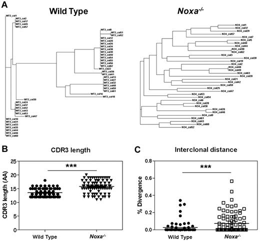 Figure 6. Noxa ablation results in survival of multiple B cell clones after immunization. Mice were immunized with PE and after 12 days, antigen-specific germinal center B cells were sorted and analyzed for clonal diversity. Pooled data of 3 mice per genotype from 2 independent experiments were used. (A) Representative phylogenetic trees of antigen-specific cells from a WT (left) and Noxa−/− mouse (right) shows increased clonal diversity within the latter. (B) CDR3 lengths of PE specific clones (AA indicates amino acids). (C) Interclonal diversity as a percentage of divergence between all pairs of sequences from a multiple alignment (WT n = 73, Noxa−/− n = 93; ***P < .0001; Student t test and Mann-Whitney test).
